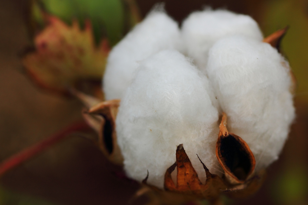 綿とコットンの違いってあるの ノベルティグッズ ギフト 企業向け販促品の制作なら ベストノベルティ