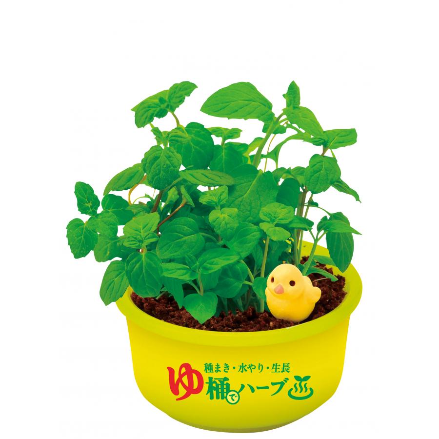 育てるカプセル ゆ桶でハーブ栽培